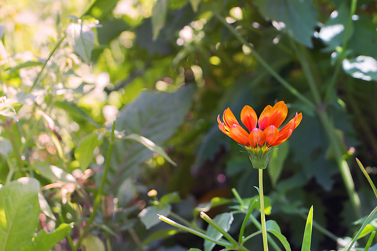 Августовский фрагмент. - Nikolay Garastiuk Августовский фрагмент. - Nikolay Garastiuk