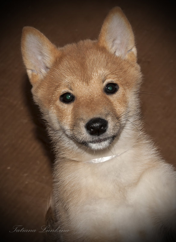 Shiba-Inu - Tatiana Lun