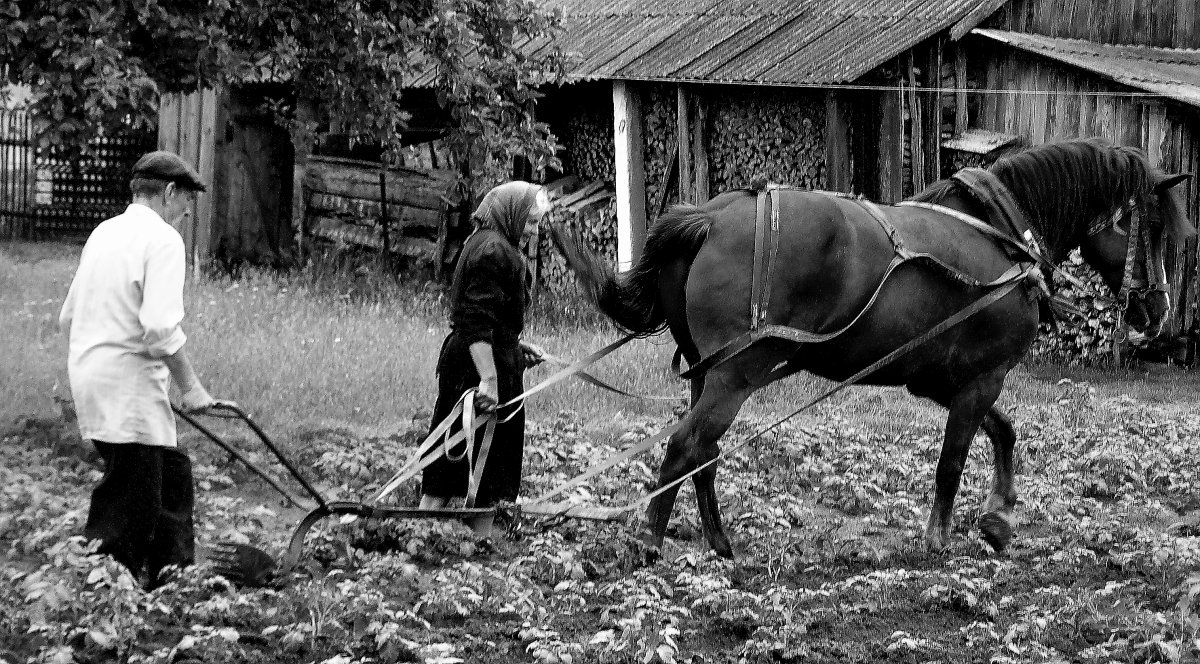 Сельские  будни - олег свирский 