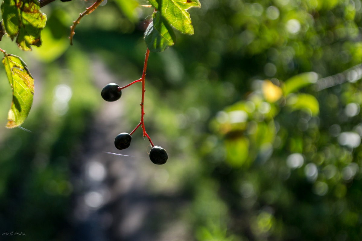 Из воспоминаний о лете - Микто (Mikto) Михаил Носков Из воспоминаний о лете - Микто (Mikto) Михаил Носков