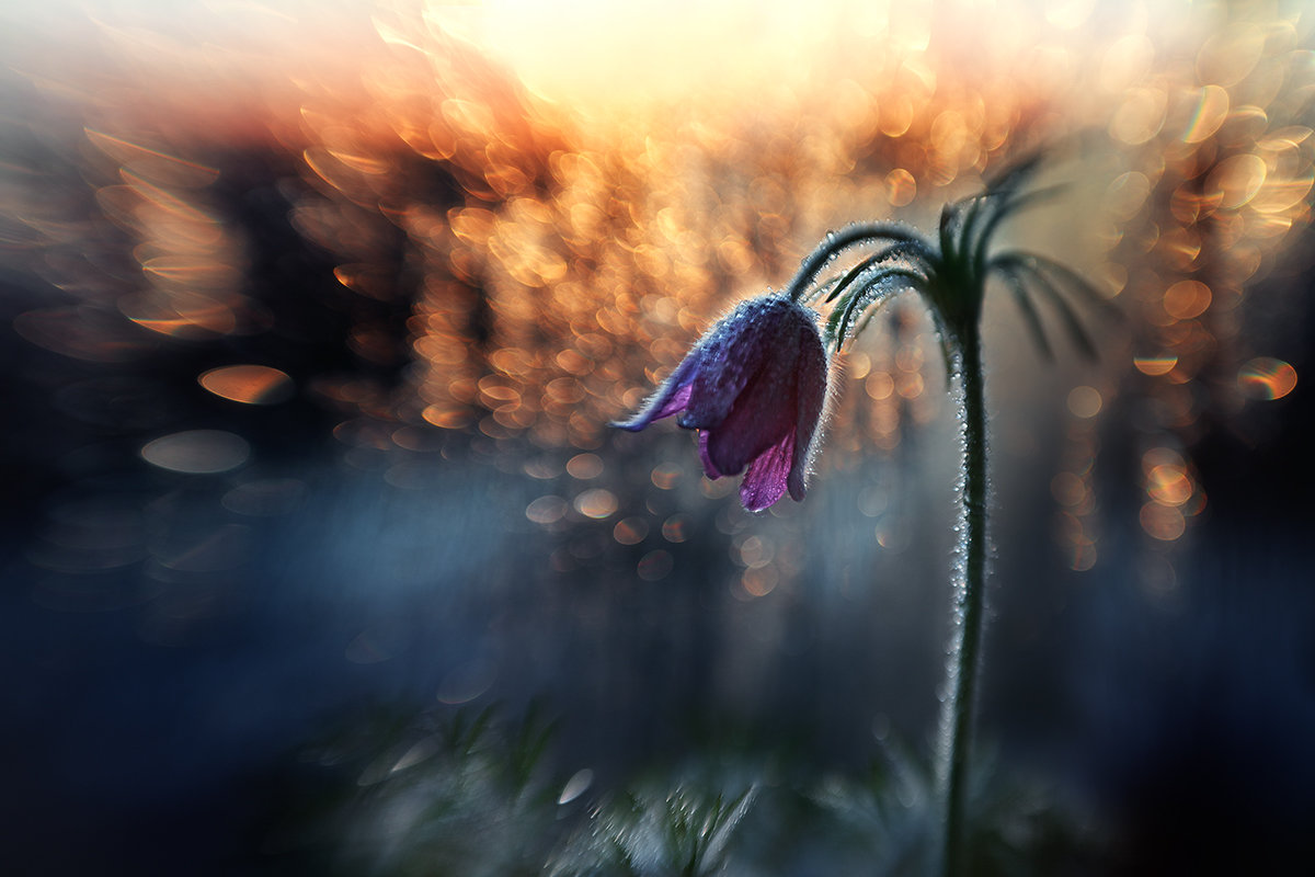 * - Елена Галицкая