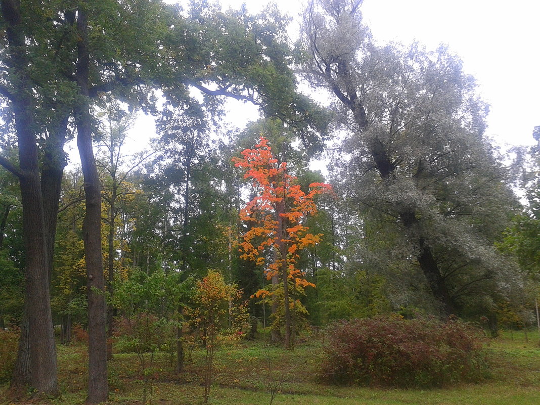 Осень - Сапсан 