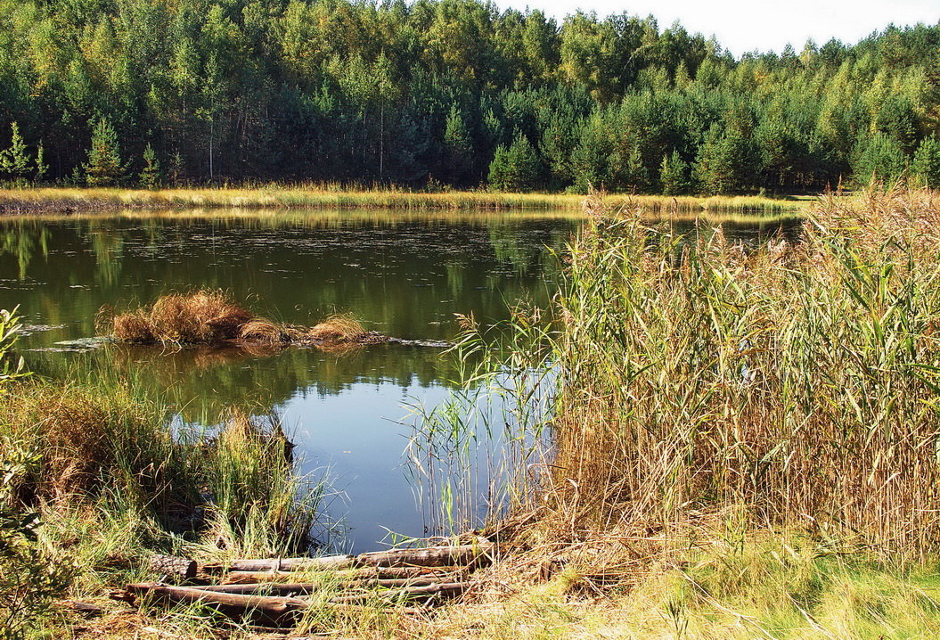 Улетели в память журавли... - Лесо-Вед (Баранов)