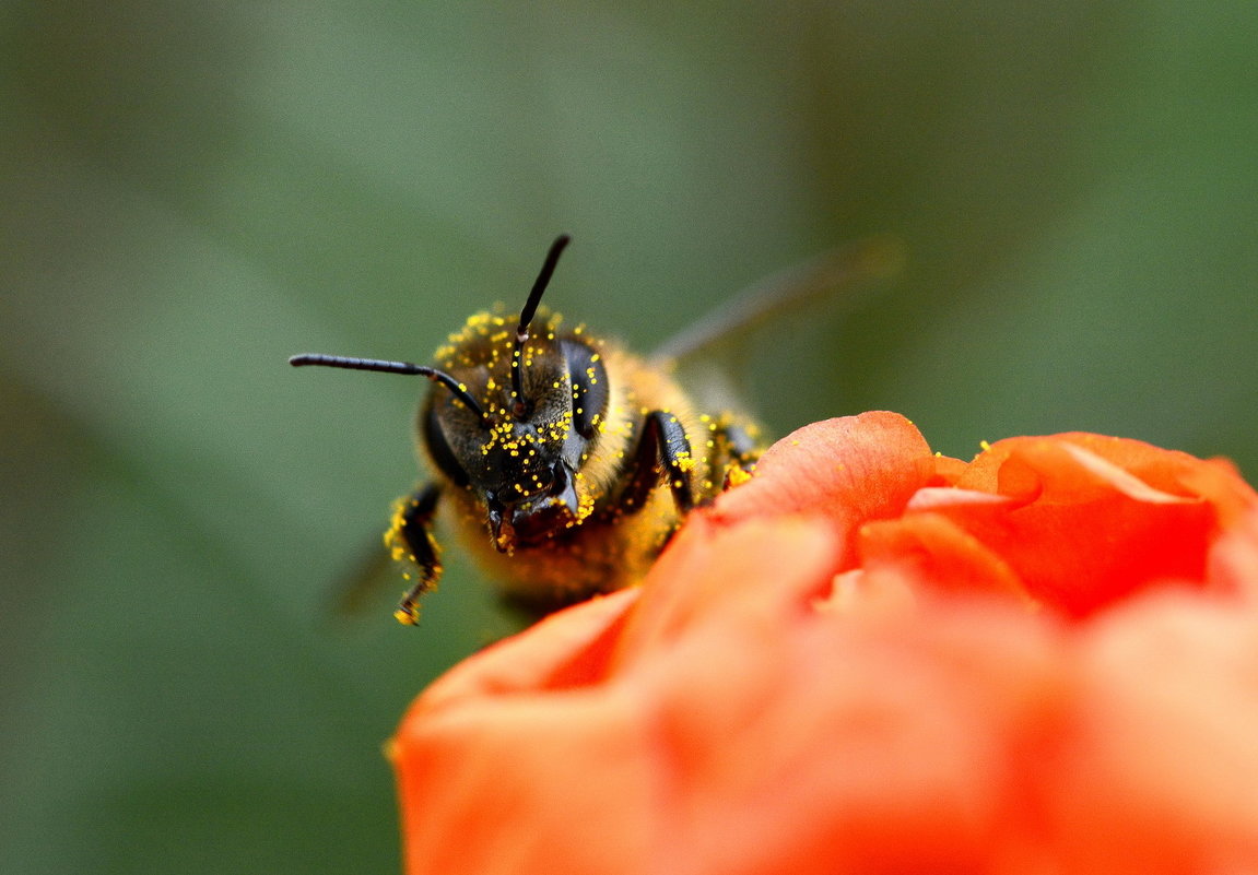 Ку-ку! - Олег Шендерюк
