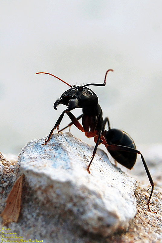 Муравей: "В Дозоре!" - Aleks Ben Israel