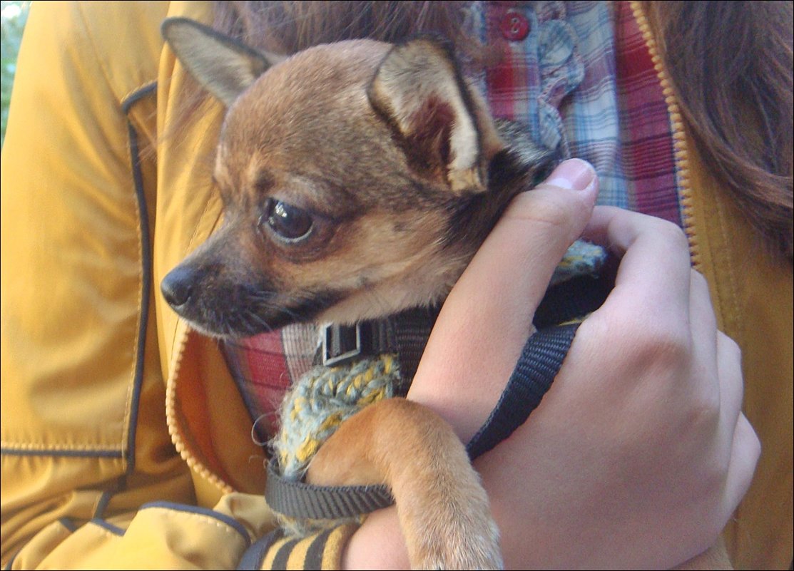 Нежное создание - Нина Корешкова Нежное создание - Нина Корешкова