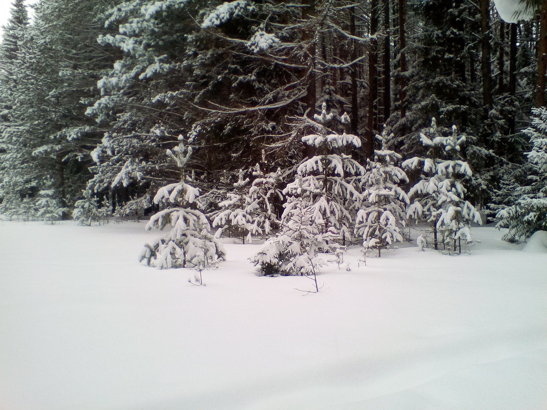 лес - alpman виктор лес - alpman виктор