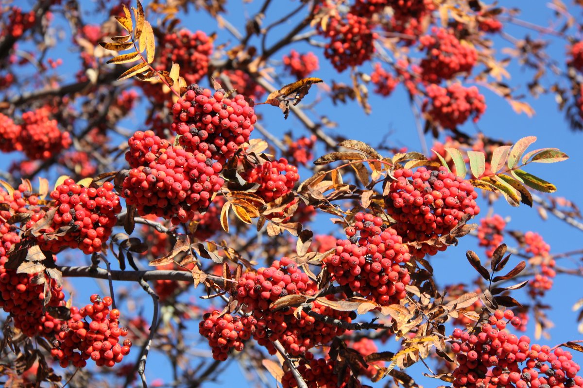Осень - Владимир Холодницкий
