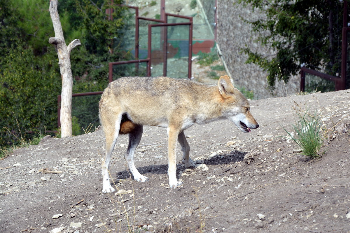 Геленджик. Сафари парк - Николай 