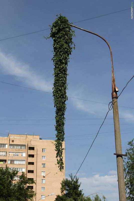 Один раз в год, столбы цветут - Андрей 