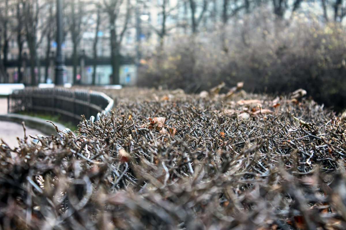 Дорожка - Анжела Пасечник