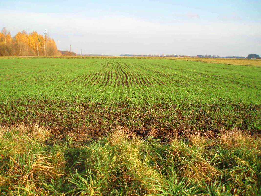 Karsakiškio laukas / Field in Karsakiškis - silvestras gaiziunas gaiziunas