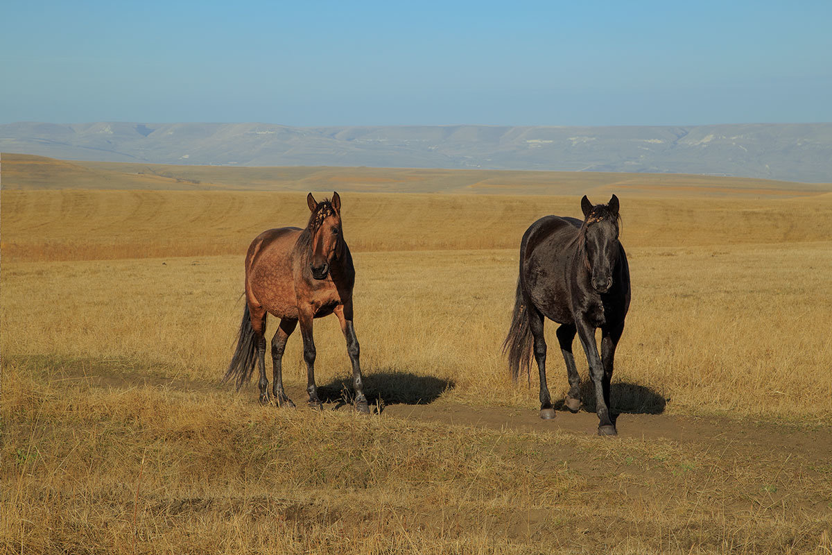 Карачаевская лошадь - Леонид Сергиенко Карачаевская лошадь - Леонид Сергиенко