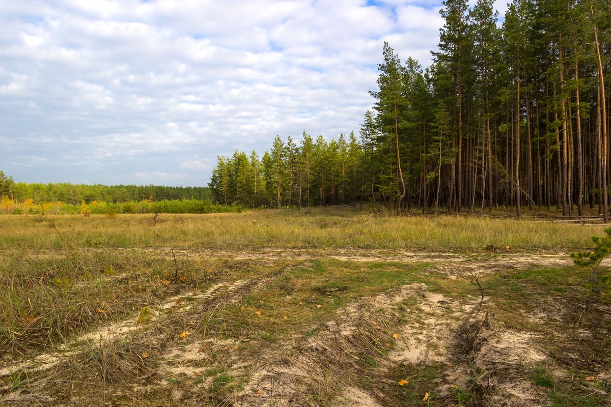 Изюмский лес. - Валентина Домашкина