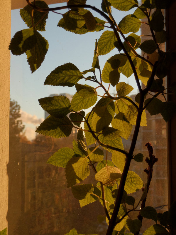 Боттичелли на подоконнике - Алексей Коробов