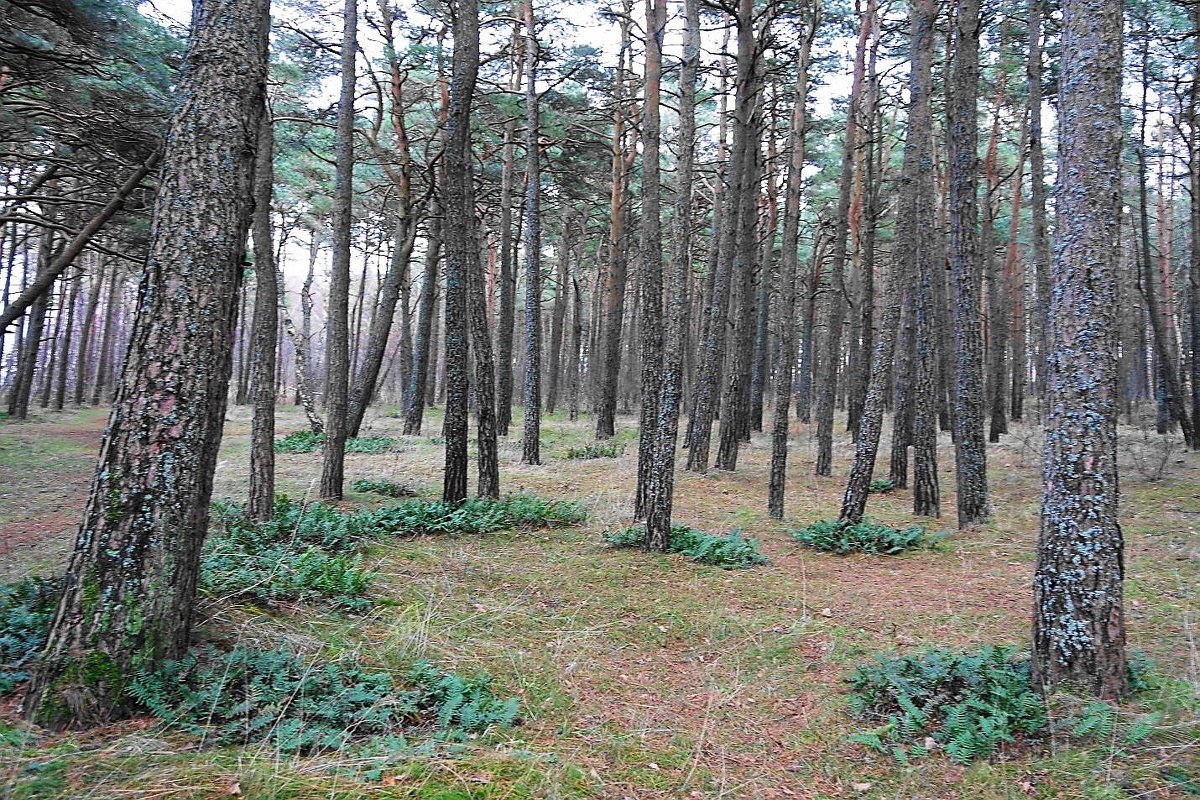 Кустики папоротника оживили полянку - Маргарита Батырева