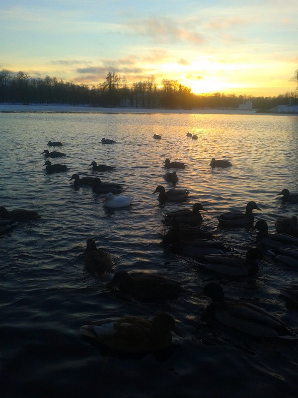 Закат и утки - Сапсан 
