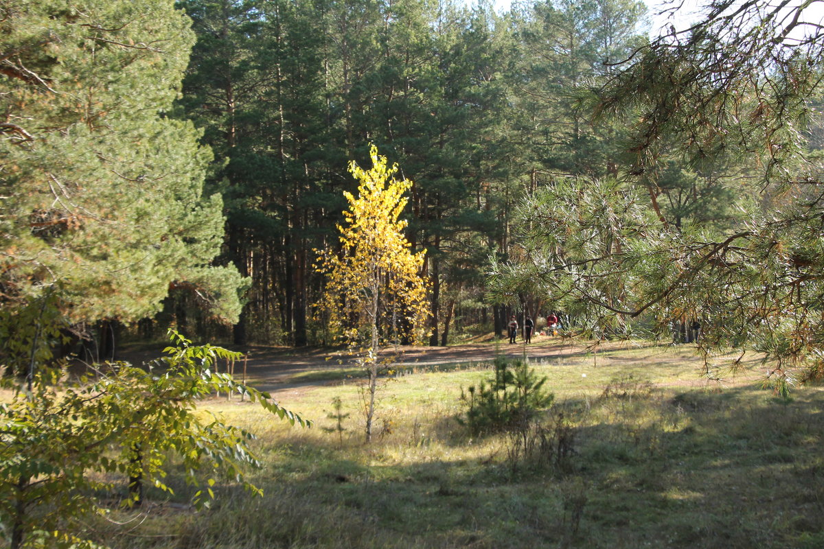 В октябре в лесопарке - Олег Афанасьевич Сергеев В октябре в лесопарке - Олег Афанасьевич Сергеев