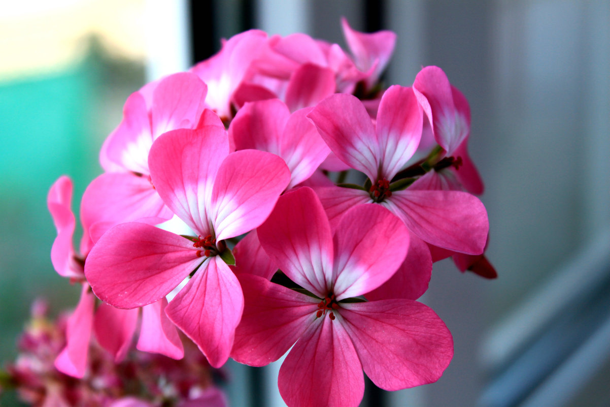 Герань - Алла ZALLA Герань - Алла ZALLA