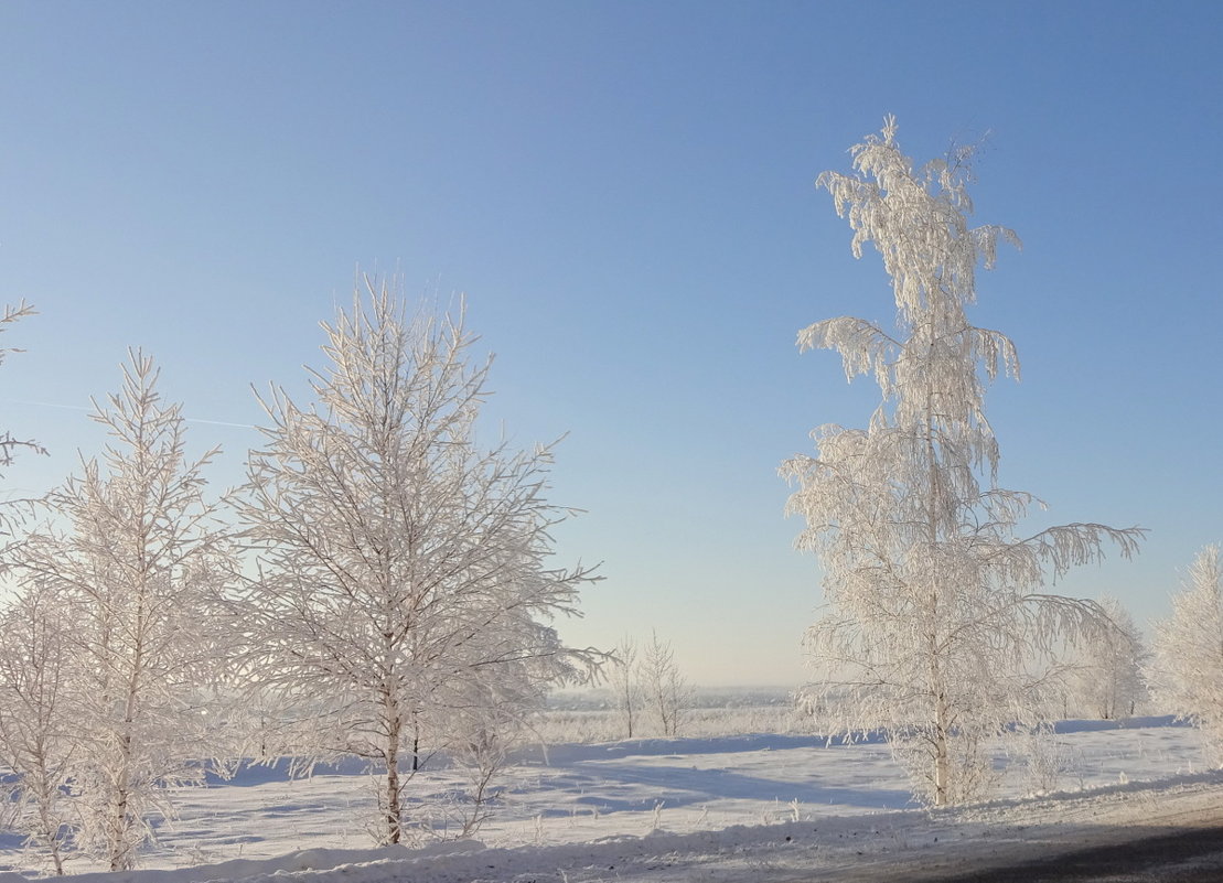 На молоденькой берёзке сарафан из серебра, яркий жемчуг на причёске, серебристая кора... - Елена Ярова