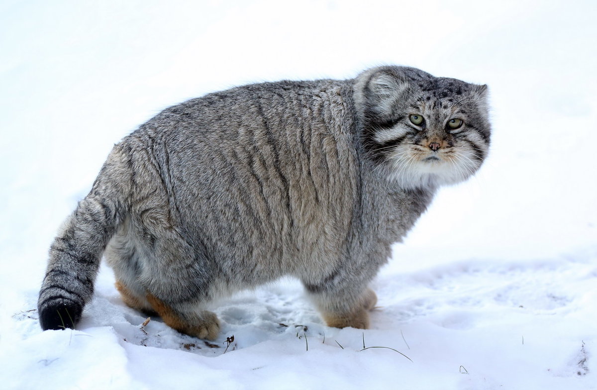 манул - Михаил Бибичков манул - Михаил Бибичков