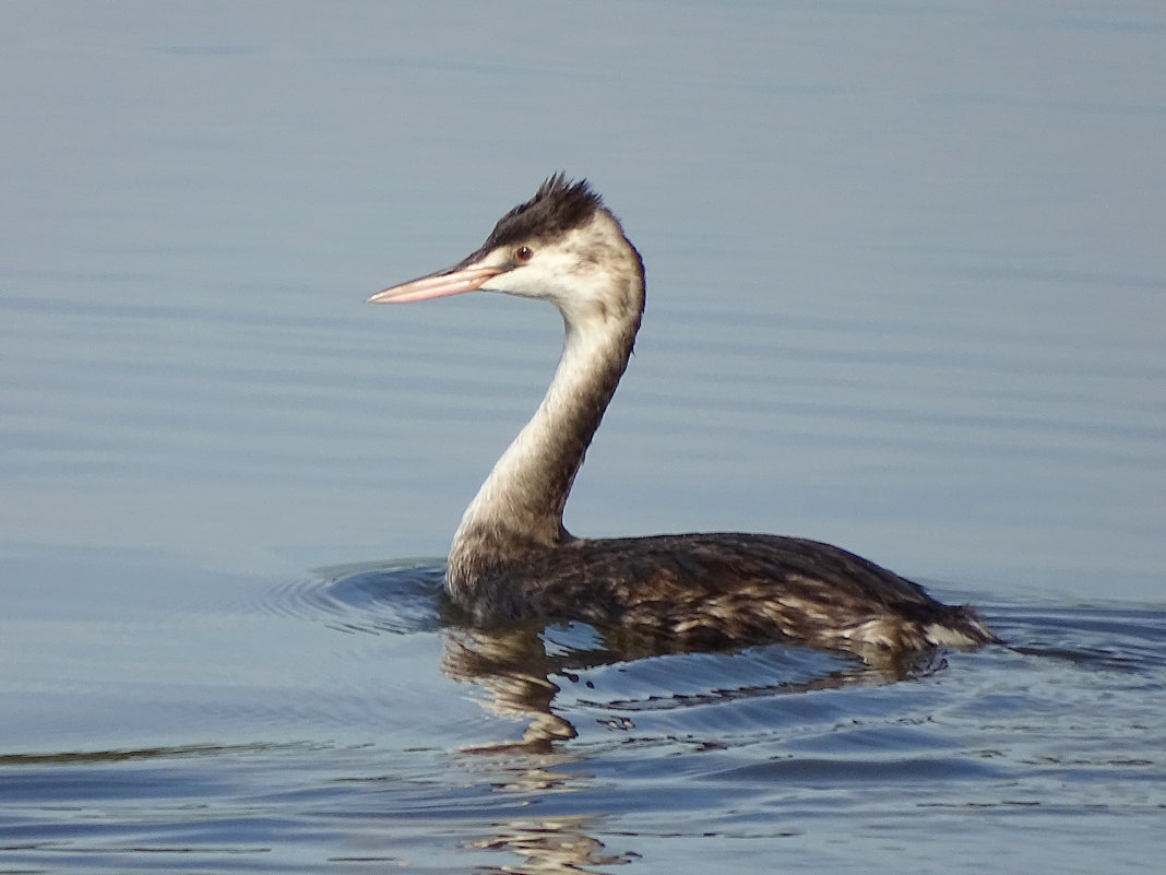 Молодая чомга - Константин Ординарцев Молодая чомга - Константин Ординарцев
