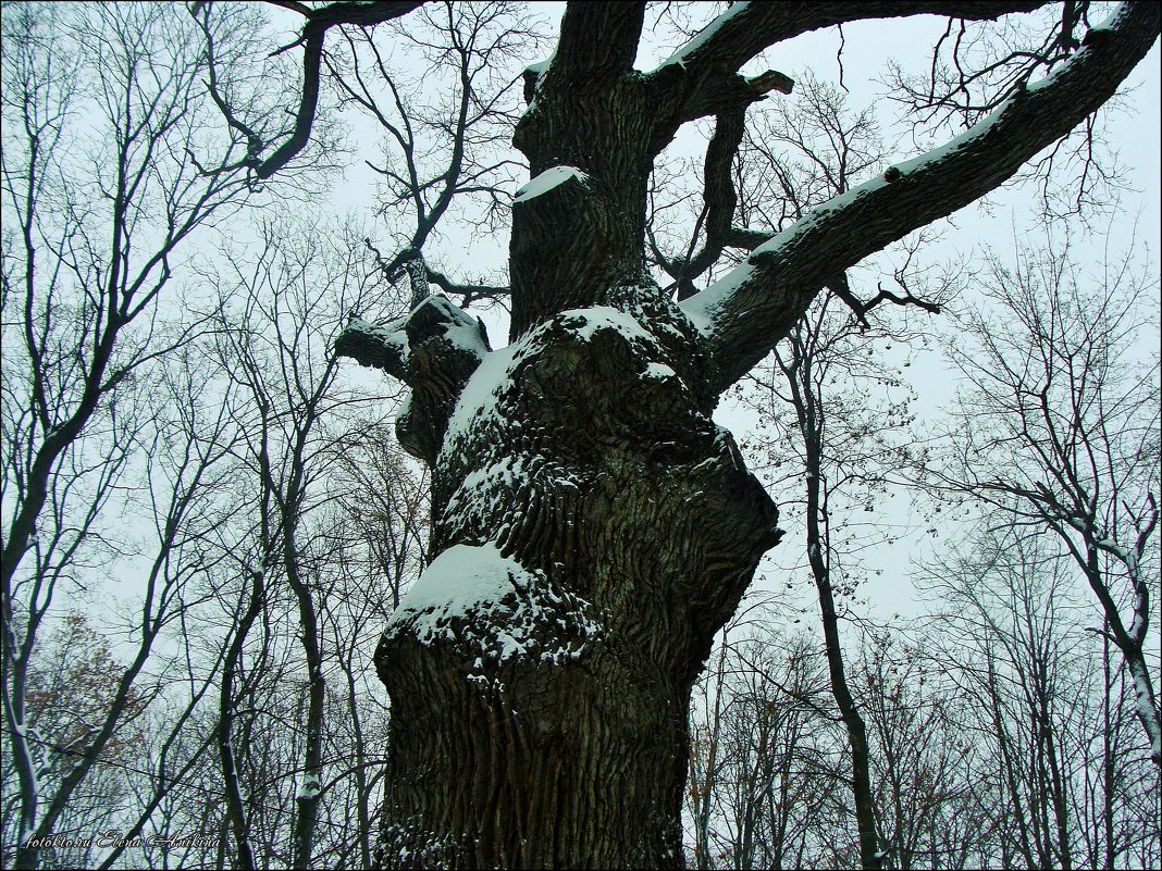 Вековой дуб - °•●Елена●•° ♀