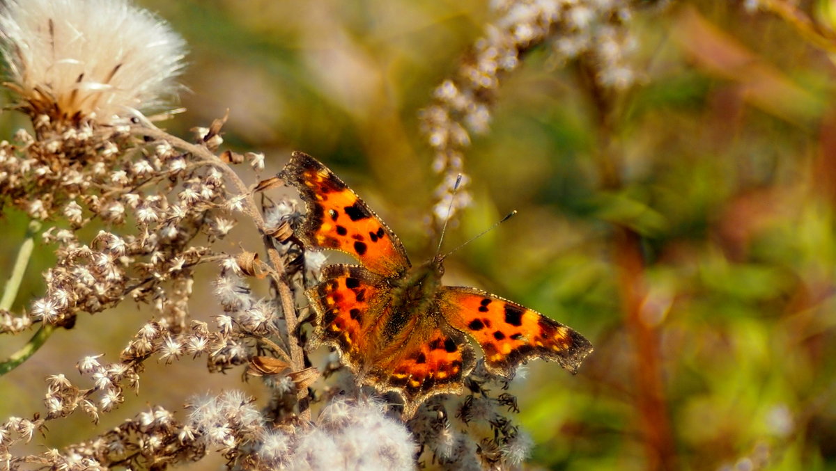 Углокрыльница С-белое Polygonia c-album (Linnaeus, 1758) 5 - Александр Прокудин