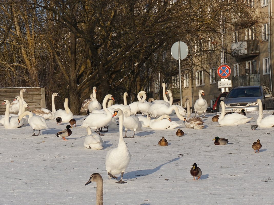 Белые в городе - Александр Михайлов