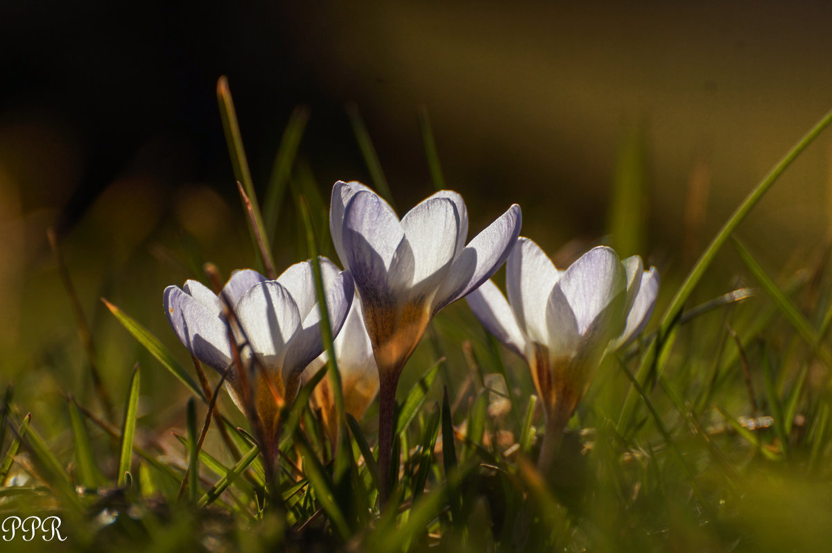 Crocus - Павел Руденко