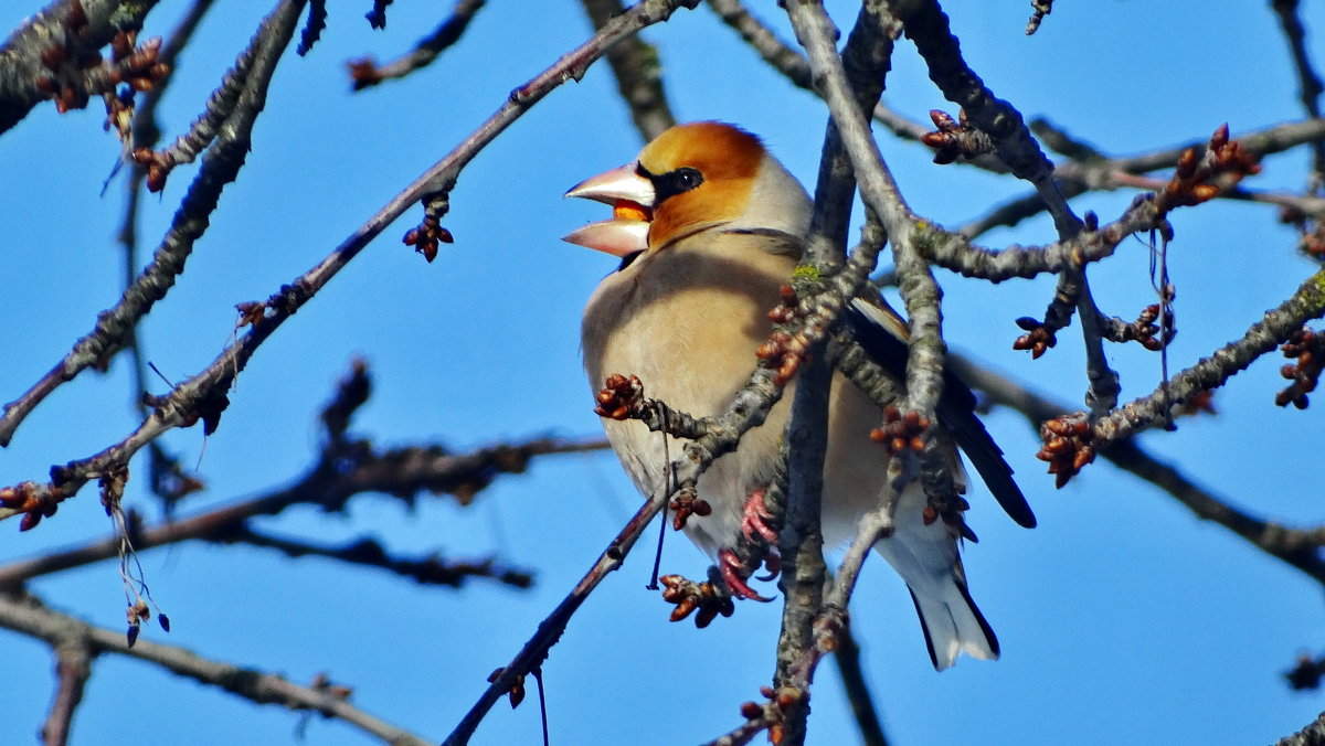 Обыкновенный дубонос (лат. Coccothraustes coccothraustes) - vodonos241 