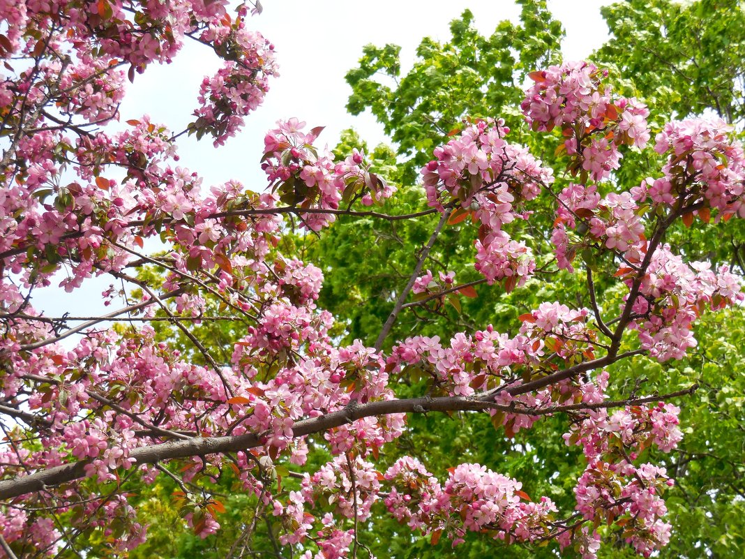 Яблони в цвету - Надежда 