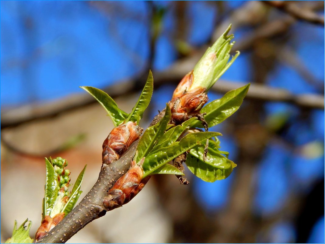 ... - Валентина Надсон