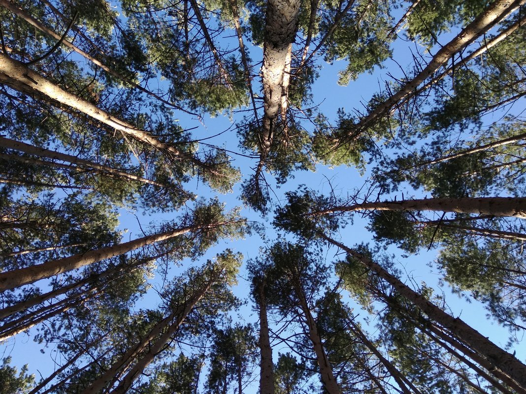 И сосны стройные, литые, как будто стрелы золотые, уходят смело в небеса ... - Татьяна Котельникова