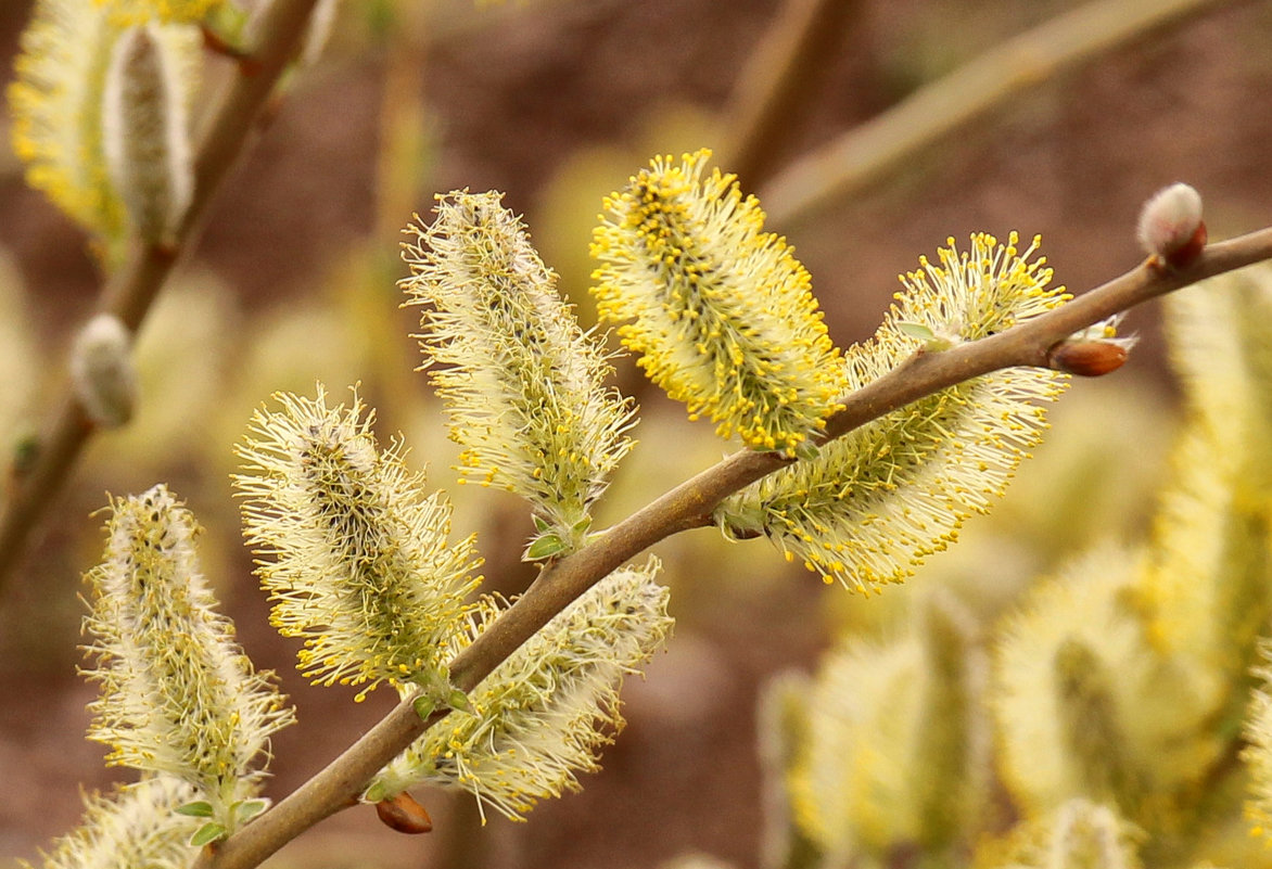Пробуждение - Nina Karyuk