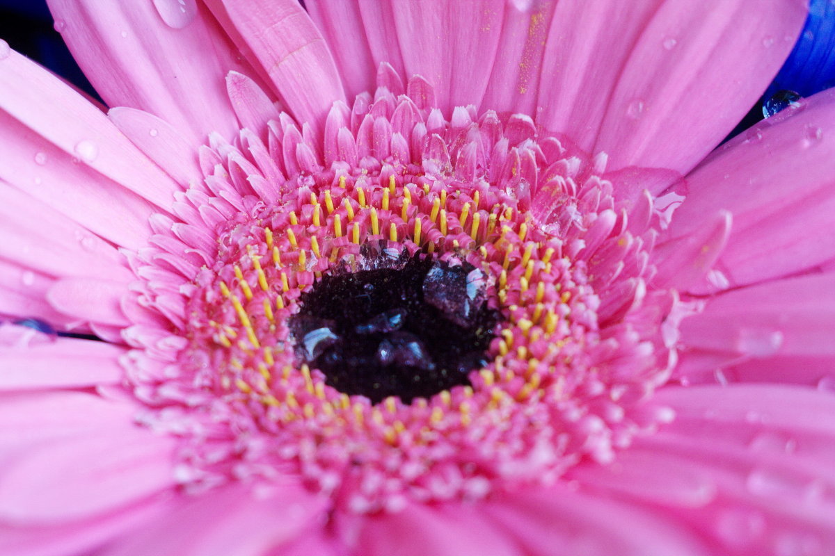 Джетта - Лира Цафф