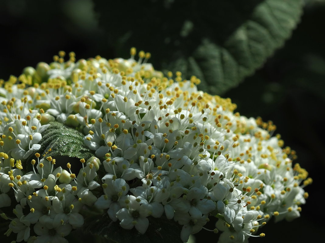 Калина морщинистолистная  Viburnum rhytidophyllum - wea *