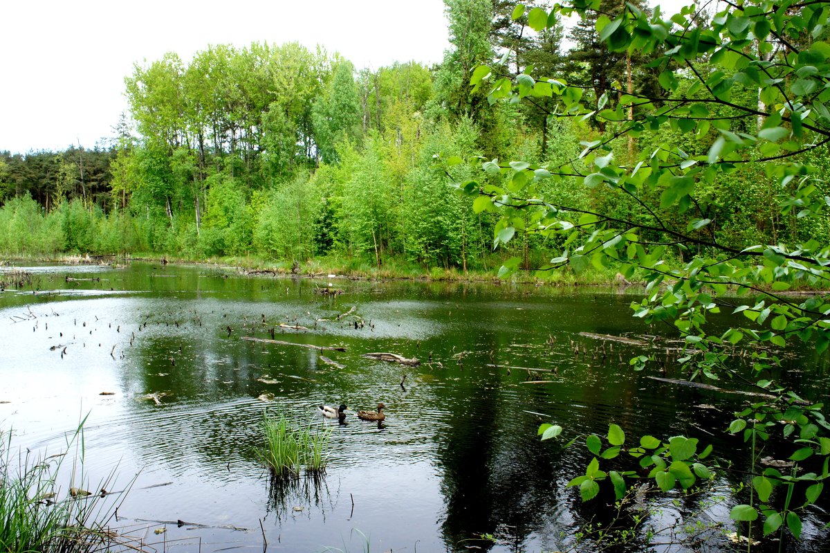 В лесопарке. Май - Елена Павлова (Смолова)