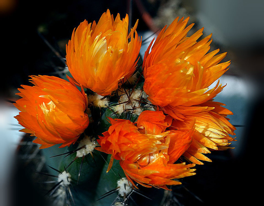 КАКТУСЫ ТОЖЕ РАСЦВЕТАЮТ - Анатолий Восточный