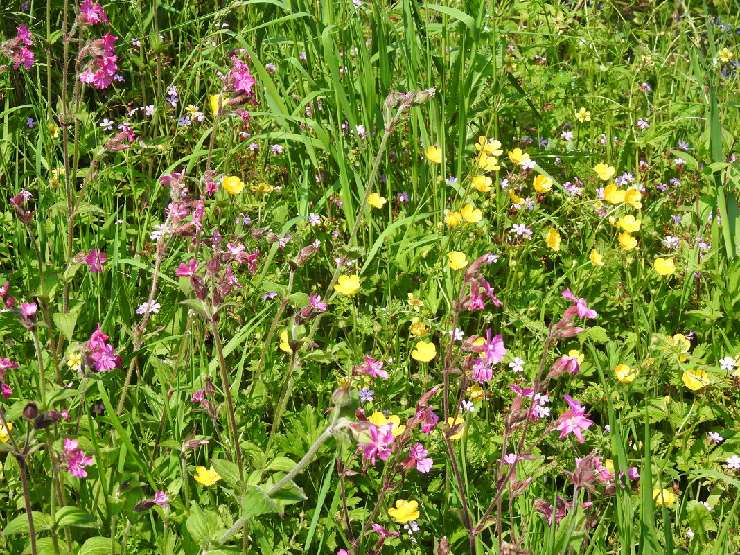 Разнотравье - Natalia Harries Разнотравье - Natalia Harries