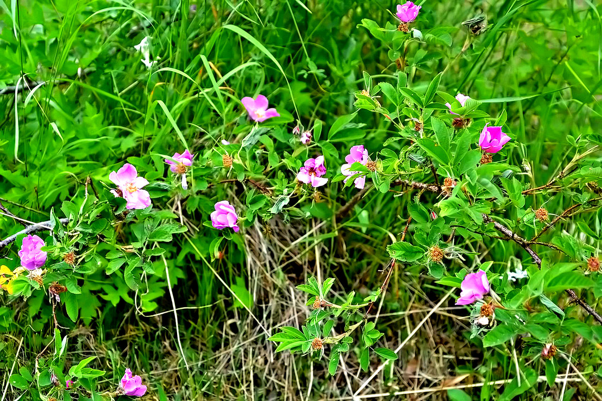 Лето пришло. - Михаил Столяров