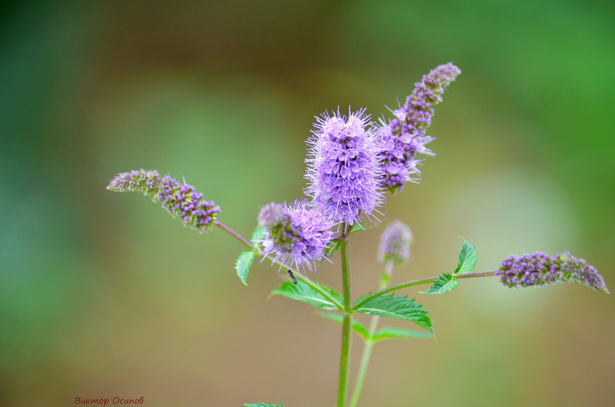 Цветочек - Виктор Осипов Осипов