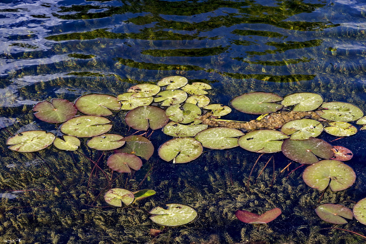 Круги на воде. - Анатолий. Chesnavik.