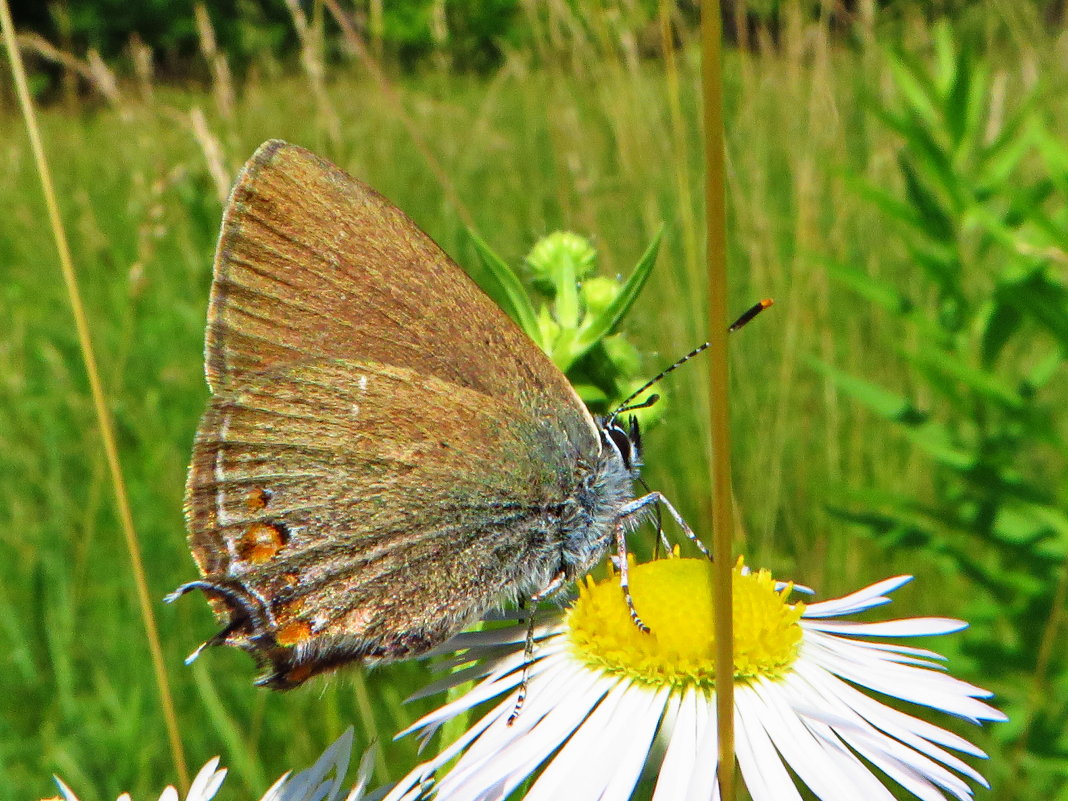 *Хвостатка падубовая (лат. Satyrium ilicis) - vodonos241 