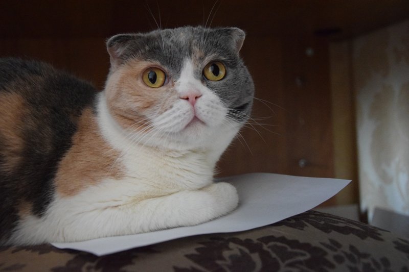 Кошечка на бумаге. - Sall Славик/оf