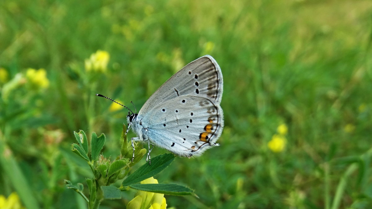 *Голубянка аргиад, голубянка короткохвостая - vodonos241 *Голубянка аргиад, голубянка короткохвостая - vodonos241