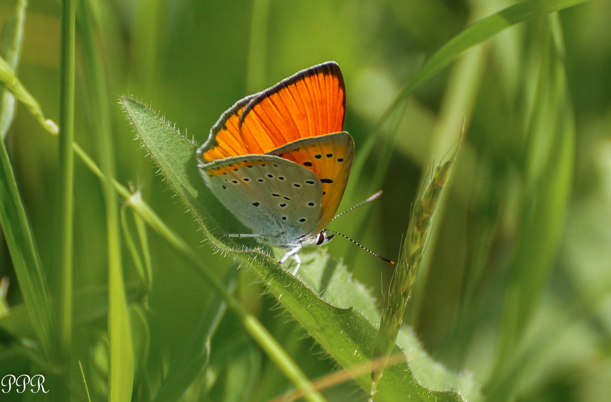 "Огонек" - Павел Руденко "Огонек" - Павел Руденко