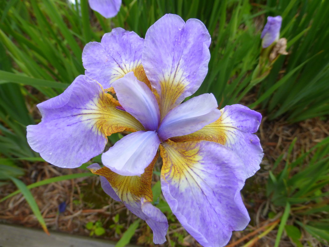 Красотун - Татьяна Лобанова