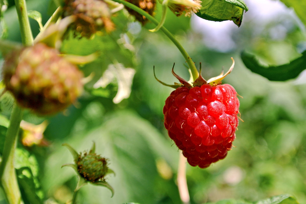 Ягодка-малинка... - Любовь С. Ягодка-малинка... - Любовь С.