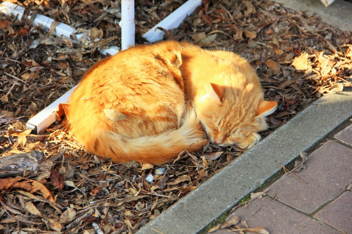 Рыжее солнышко. - Лариса Исаева Рыжее солнышко. - Лариса Исаева